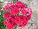 Bonfire rose photo