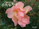 Jacotte rose photo
