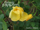 Lawrence Johnston rose photo