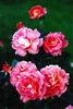 Daniel Gelin rose photo