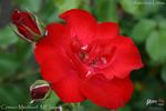 Crimson Meidiland rose photo