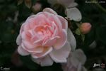 Estima rose photo