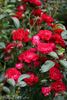 SPEadfair rose photo