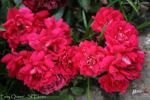 Fairy Queen rose photo
