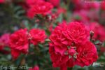 Fairy Queen rose photo