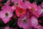 Felicitas ® rose photo