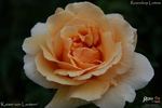 Kaiser von Lautern rose photo