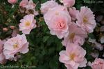 Queen Mother rose photo
