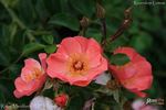 Relax Meidiland ® rose photo