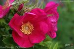 Rote Hannover rose photo