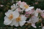 Silver River rose photo