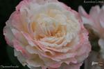 Sommerfreude rose photo