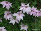 John Warren clematis photo
