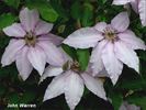 John Warren clematis photo