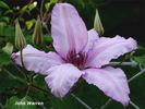 John Warren clematis photo