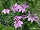 John Warren clematis photo