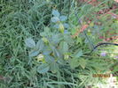 Williams' Double Yellow rose photo