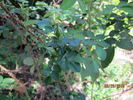 Williams' Double Yellow rose photo
