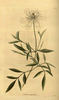C. angustifolia Jacq. clematis photo