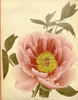 <i>P. moutan rosea</i> peony photo