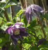 Georg clematis photo