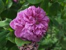 Alfieri rose photo