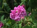 Alfieri rose photo