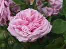 Adrienne de Cardoville rose photo