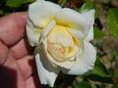 Swantje rose photo