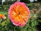 Charivari rose photo