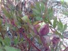 Duchesse de Parme peony photo
