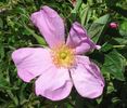 Germanica rose photo