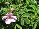 Germanica rose photo