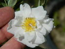 OADEFED rose photo
