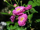 Werner von Blon rose photo