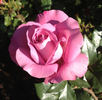 Remembering Michael rose photo