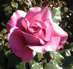 Remembering Michael rose photo