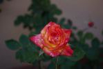 Hawaiian Delight rose photo