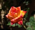Hawaiian Delight rose photo