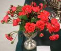 Pacific Triumph rose photo