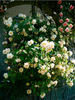 Alupka rose photo