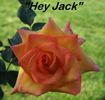 Hey Jack rose photo