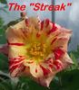 The Streak rose photo