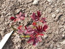 Piccolo ® rose photo