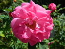 Joyberry rose photo