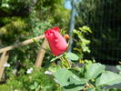 Joyberry rose photo