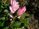 Quinceanera rose photo