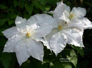 Gillian Blades clematis photo