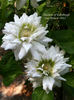 Duchess of Edinburgh clematis photo