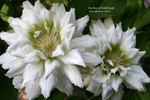 Duchess of Edinburgh clematis photo